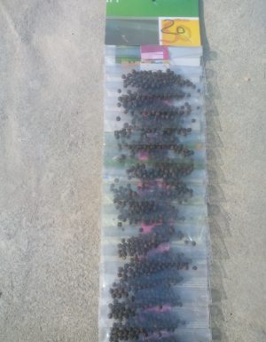 Kali Mirch•|20Rs-15pices